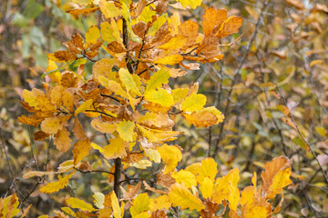 Autumn bright yellow leaves on oak tree branches close-up with blurred background, gold time season nature details