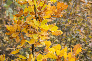 Autumn bright yellow leaves on oak tree branches close-up with blurred background, gold time season...