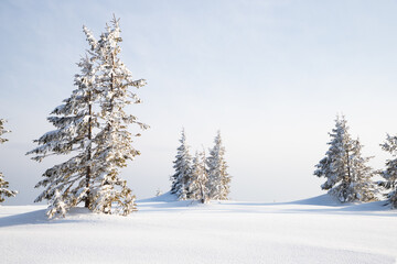 beautiful winter landscape with snowy fir trees