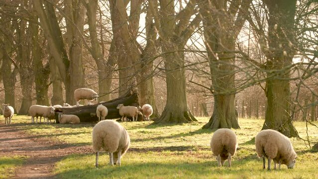 4K video clip flock of sheep grazing, walking, in a field with a path and trees in the countryside evening sunshine