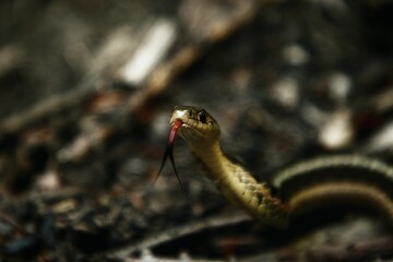 Closeup of a beautiful wild snake holding out its tongue