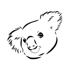 Koala bear animal on tree sketch engraving vector illustration. Scratch board style imitation. Black and white hand drawn image.
