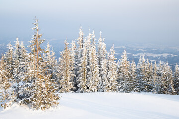 beautiful winter landscape with snowy fir trees
