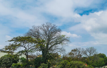 Obraz premium tree on the hill