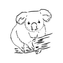 Koala bear animal on tree sketch engraving vector illustration. Scratch board style imitation. Black and white hand drawn image.