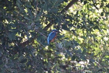 Kingfisher (Alcedo Atthis)The vivid blue a give away to the kingfisher resting in the trees.