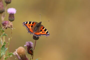 Obraz premium Small Tortoiseshell (Aglais Urticae) Warming up in the early morning sun.