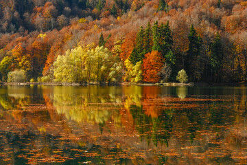 Autumn forest with reflection on Biogradsko lake in Montenegro