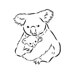 Koala bear animal on tree sketch engraving vector illustration. Scratch board style imitation. Black and white hand drawn image.