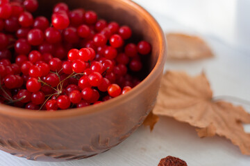Ripe viburnum in clay bowl. Autumn beriies. Autumn harvest. Natural antioxidant. Natural flu remedy. Raw viburnum berries close up. The fall harvest. Cold healing by nature.