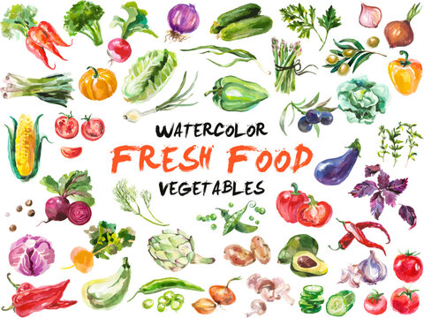 Watercolor painted collection of vegetables. Hand drawn fresh food design elements isolated on white background.