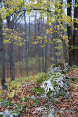białe skałki pokryte zielonym mchem w lesie, jesień