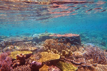 Colorful healthy coral reef just under the  sea surface