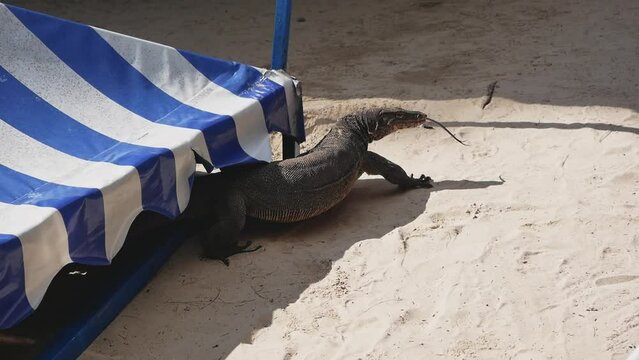 Asian water monitor lizard walking amongst tables at Borneo Island, Malaysia