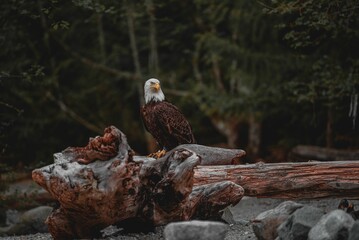 Southern Bald Eagle perched on driftwood on blur background