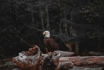 Southern Bald Eagle perched on driftwood on blur background