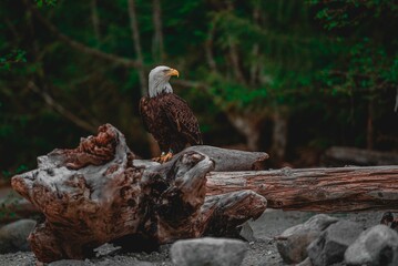 Southern Bald Eagle perched on driftwood on blur background