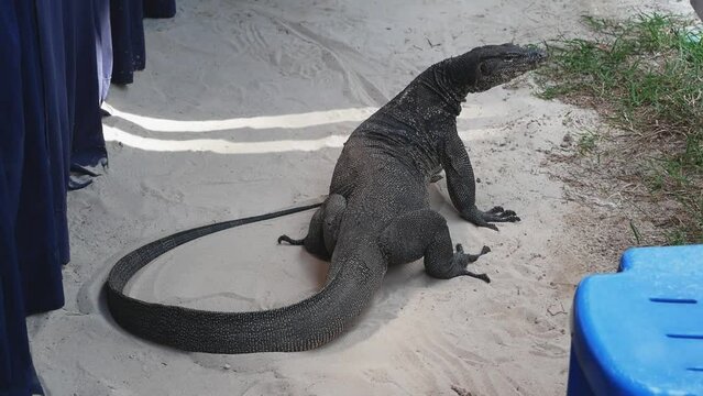Asian water monitor lizard walking amongst tables at Borneo Island, Malaysia