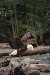 Southern Bald Eagle with open wings just perched on driftwood on blur background