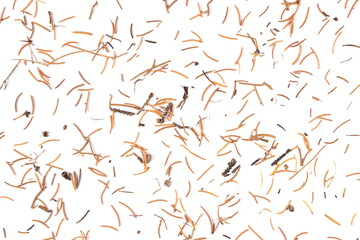 Autumn conifer leaves, needles isolated on white, top view 