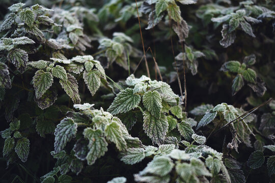 Beautiful natural background of top view On a frosty morning, a mint in a frost taken from above.