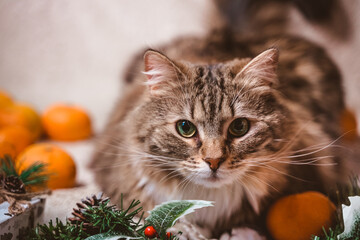 a nice fluffy tabby cat lies on a Christmas white textured background with fir twigs, cones, holly leaves and berries, gifts and tangerines