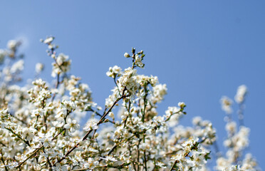 blossom cherry apple mini small white flowers on tree branches against sky and woman girl female sensual delicate hand touching hold plant.spring blossom trees happy easter first day sunlight.petals 