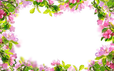 spring flowers background, pink blossoms branches isolated - 546074032