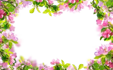 Poster Im Rahmen frühlingsblumen hintergrund, rosa blüten zweige isoliert © andreusK