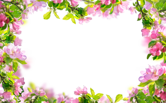 spring flowers background, pink blossoms branches isolated