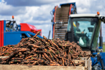 Tractor Trailer Loaded with Harvested Carrots Ready for Transportation. Carrot Harvest 2022 Has Started. Technology and Productivity Growth in Agriculture. Carrot Harvest in Farm Land.	