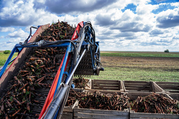 Harvested Carrot on the Conveyor Belt of Carrot Harvester. Carrot Harvester Unloading On The Go into a Tractor Trailer. Carrot Harvest Has Started. Technology and Productivity Growth in Agriculture. 