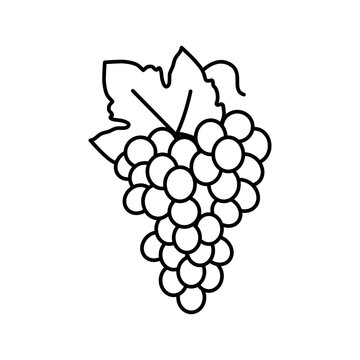 blue grapes bunch line icon vector illustration