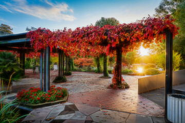 Autumn red leaves in morning sun
