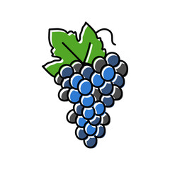blue grapes bunch color icon vector illustration