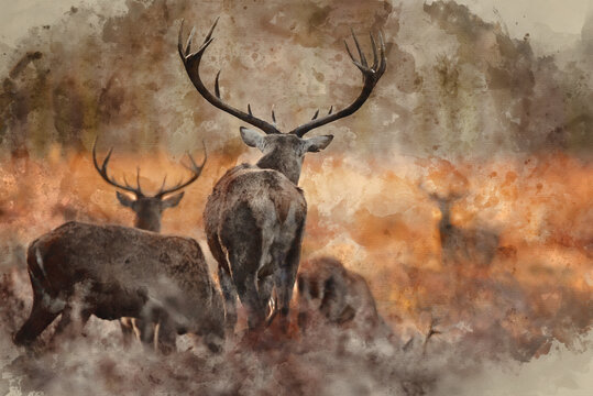Digital watercolor painting of Stunning picture of a herd of red deer stags Cervus Elaphus in glowing golden dawn sunlight in forest landscape scene with stunning light