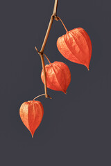 Branch of bright picturesque plant Physalis on dark background close-up