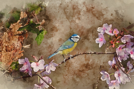 Digital watercolor painting of Stunning Spring image of Blue Tit Cyanistes Caerulueus bird on pink blossom tree in woodland landscape setting