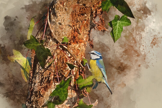 Digital watercolor painting of Gorgeous Spring landscape image of Blue Tit Cyanistes Caeruleus bird in forest perched on tree branch