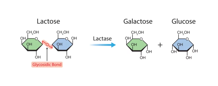 Scientific Designing of Lactase Enzyme Effect on Lactose Molecule. Colorful  Symbols. Vector Illustration. Stock Vector | Adobe Stock