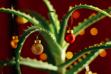 aloe vera decorated with Christmas tree balls in home interior. Houseplant Christmas tree.