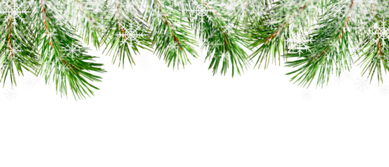 Winter boreder with pine twigs and snowflakes isolated on white or transparent background