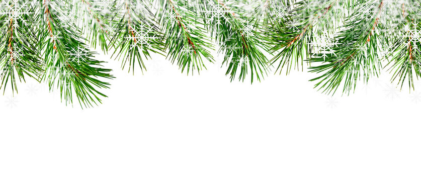Winter boreder with pine twigs and snowflakes isolated on white or transparent background