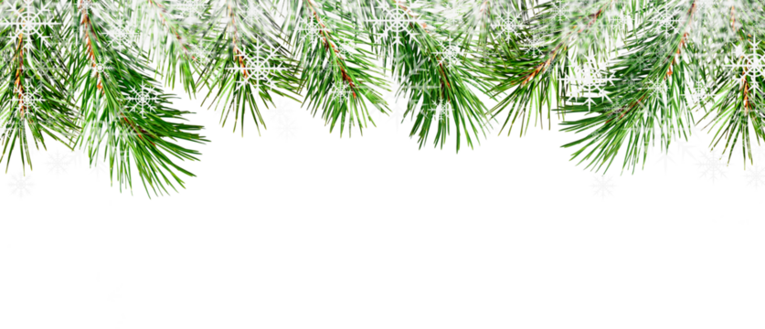 Winter boreder with pine twigs and snowflakes isolated on white or transparent background