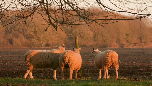 4K video clip three sheep standing in a field bathed in warm light with trees by a fence on a farm at sunset or sunrise