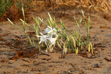 Pancrasium grows on the sand on the shores of the Mediterranean Sea.