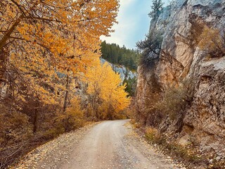 road in autumn
