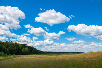 Meadow with blue sky in sunny weather
