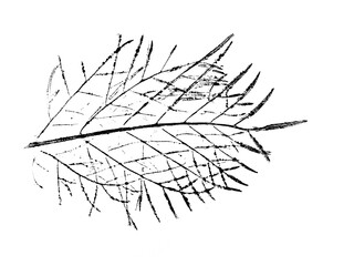 Fototapeta premium texture of foliage imprint on paper, leaf texture on a white background