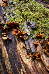 Brown mushrooms and green moss growing on a log next to a walking path in the Bingen Forest of Germany.